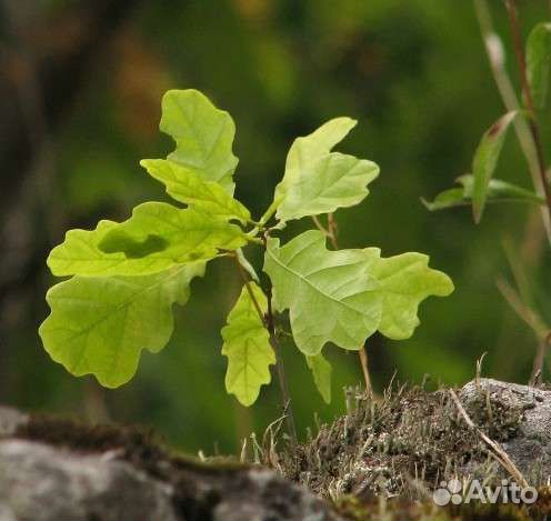 Саженцы дуб