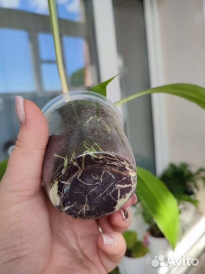 Хлорофитум грин оранж