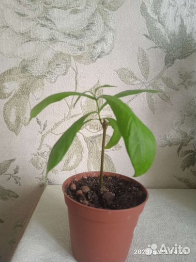 Пахистахис