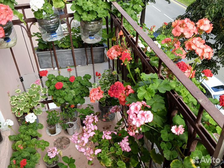 Цветущие герани