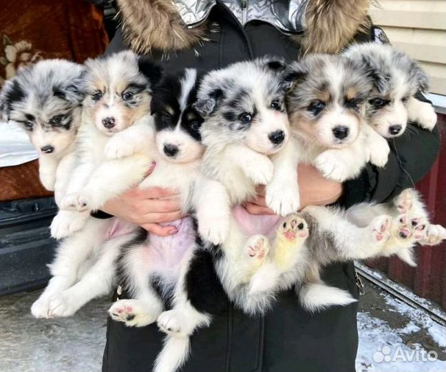 Щенки бордер колли