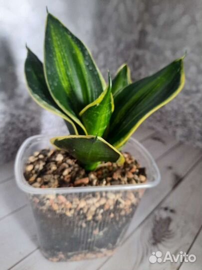 Сансевиерия