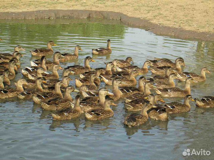 Утка подсадная 