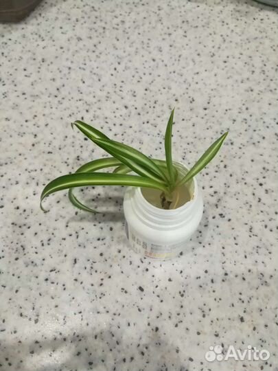 Хлорофитум кудрявый