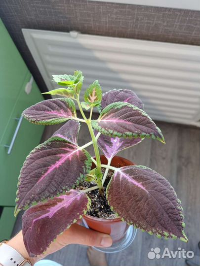 Колеус, фикус эластика