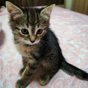 Корат котёнок