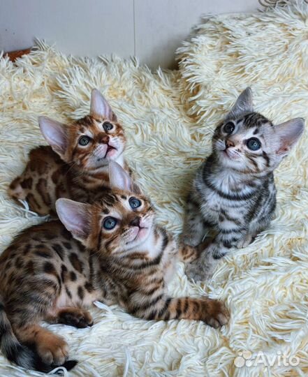 Бенгальские леопардики