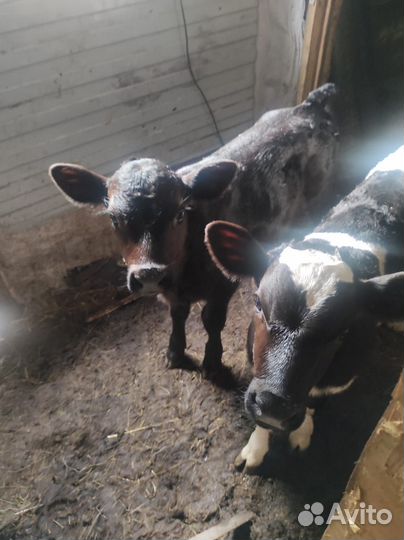Бычок и телочка