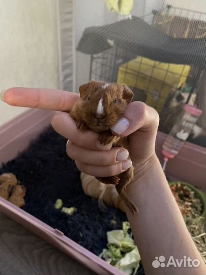 Морская свинка тедди