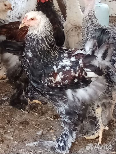 Петух брама