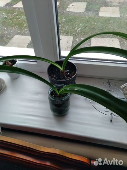 Лилия,гиппеаструм