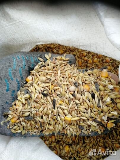 Зерно смесь