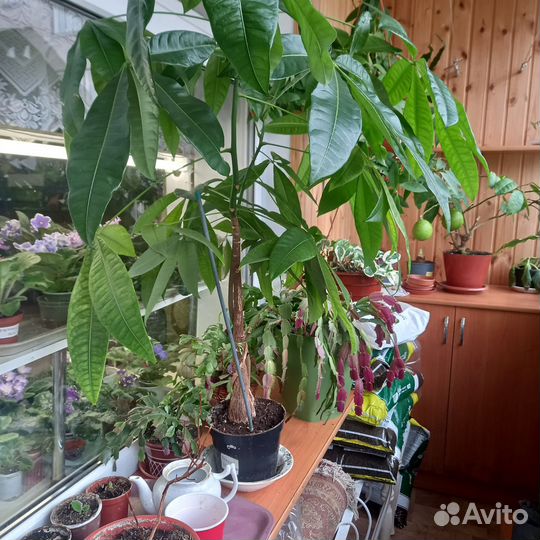 Дикая роза, мандариновое дерево и пахира акватико