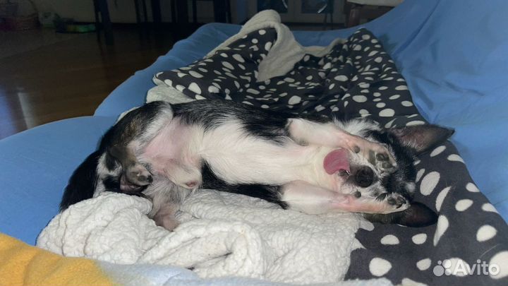 Вязка кобель чихуахуа