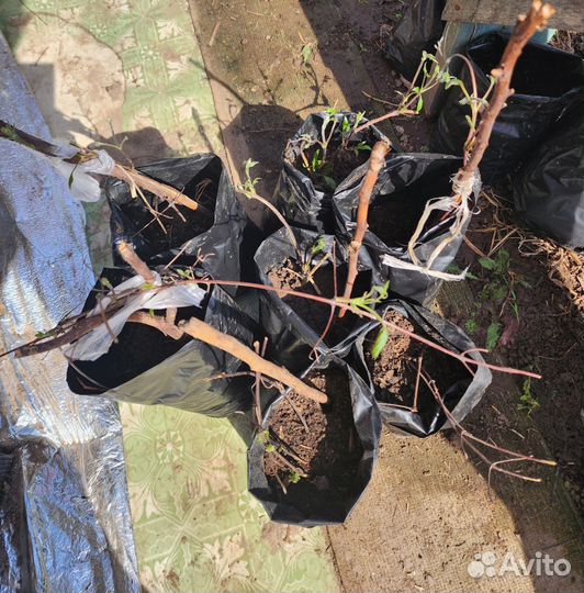 Каштан, питунии,климатисы,пионы