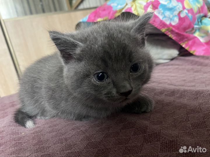 Вислоухий котенок
