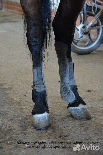 Амуниция для лошади