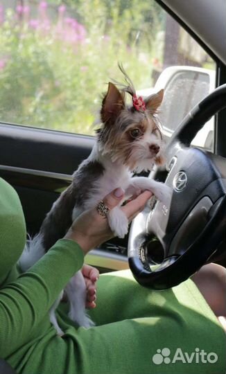 Крошка на ладошку