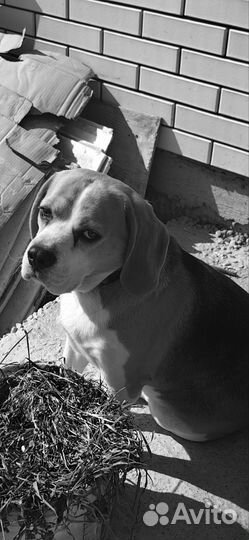 Вязка кобель бигль