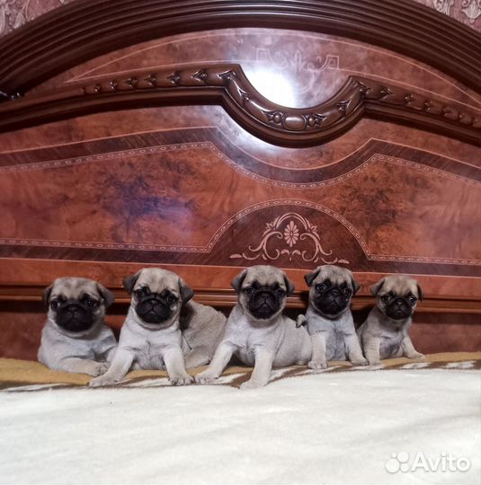 Маленькая принцесса