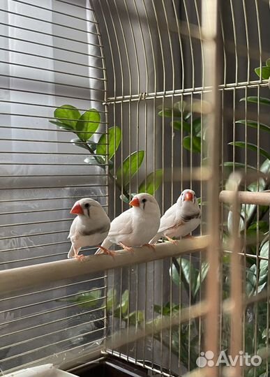 Зебровые амадины