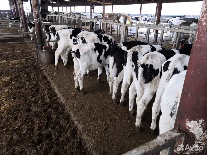 Телята бычки