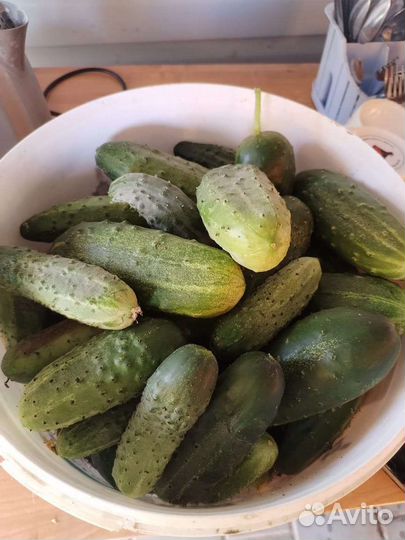 Огурцы и помидоры дачные