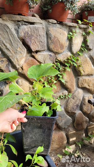 Партеноциссус (Девичий виноград) Вичи Боскоп