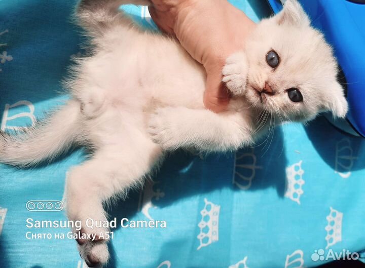 Котёнок Британец Серебристая шиншилла