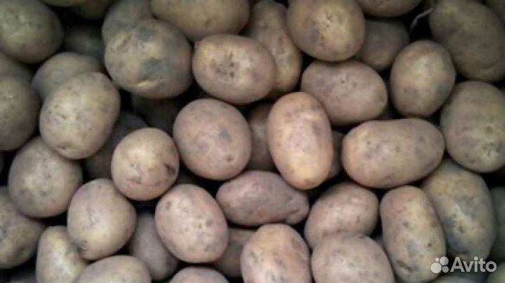 Хлеб для корма животных