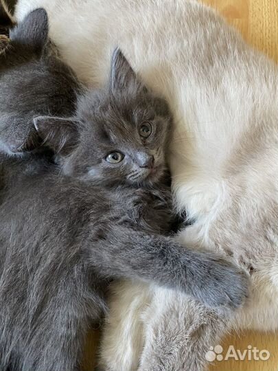 Отдаем котят в добрые руки