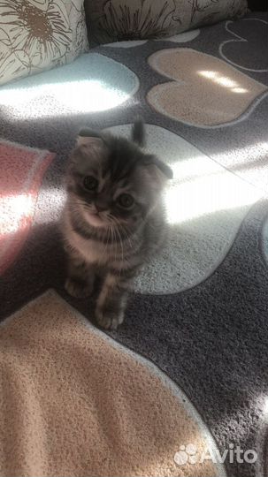Котенок даром вислоухий