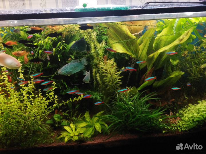 Растения в аквариум живые