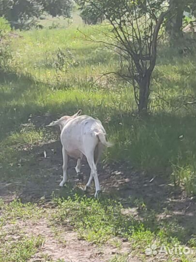 Коза дойная молочная