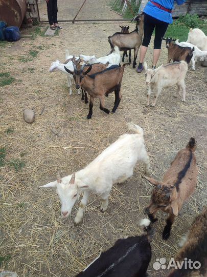 Козлята от 3 до 5 месяцев