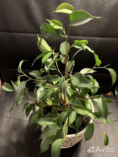 Фикус Натали