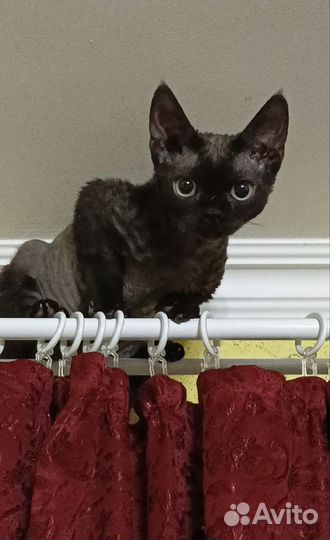 Котик бесплатно