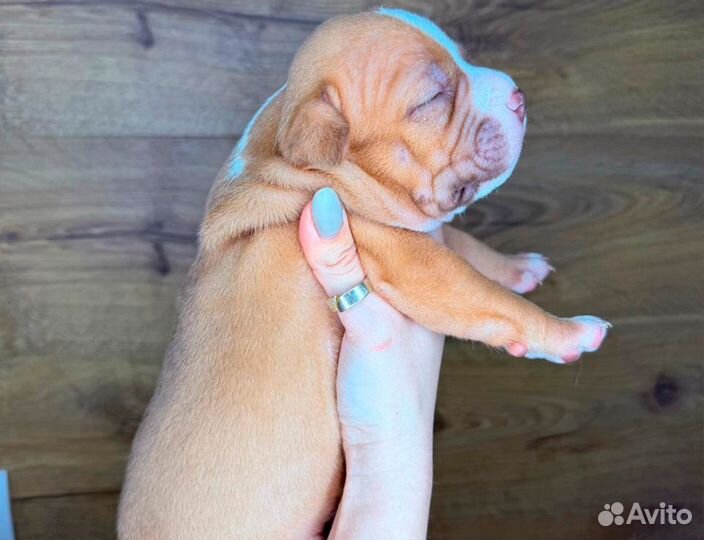 Американский булли щенок мальчик