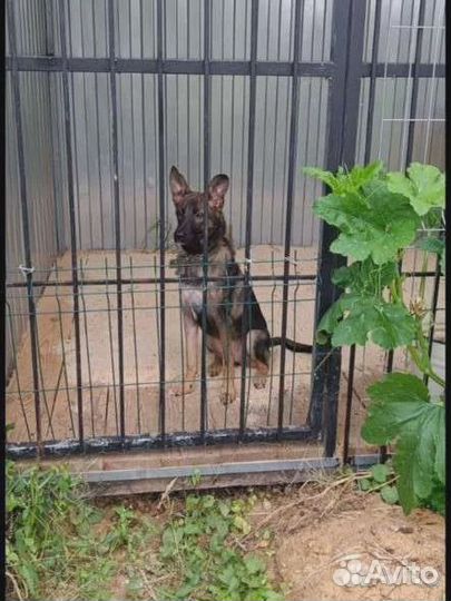 Девочка,5 мес.в добрые руки