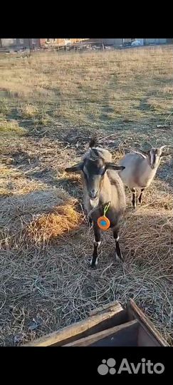 Коза дойная