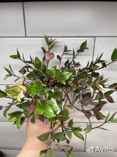 Традесканция