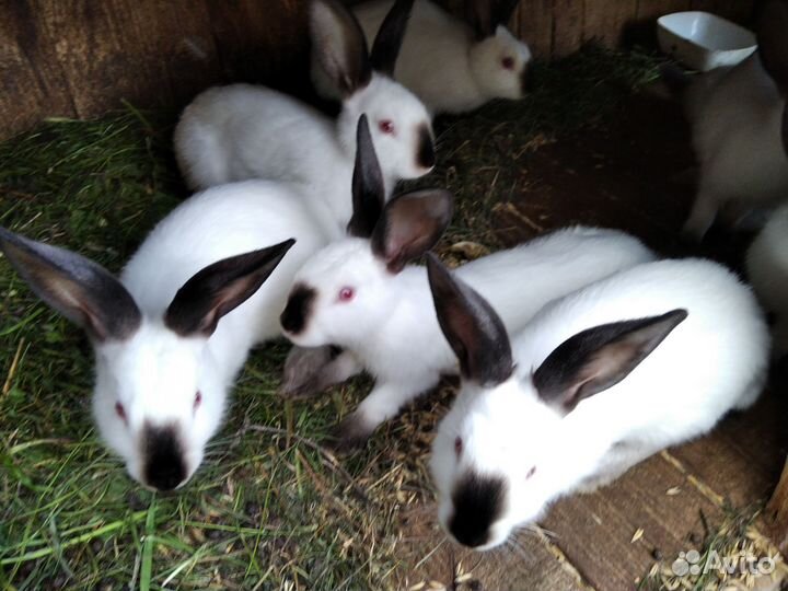 Калифорнийские кролики