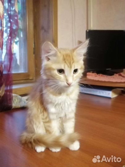 Котята белые и серо-белые, разные. Есть сиамская