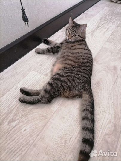 Кошки в добрые руки бесплатно