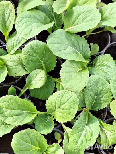 Капуста пекинская(рассада)