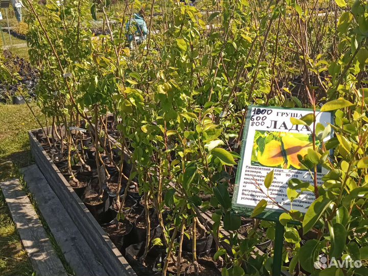 Саженцы Груши Лада для Лен.обл
