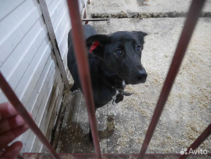 Собака бесплатно