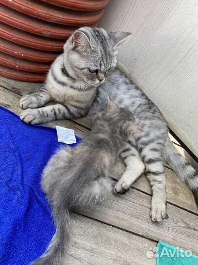 Котята бесплатно