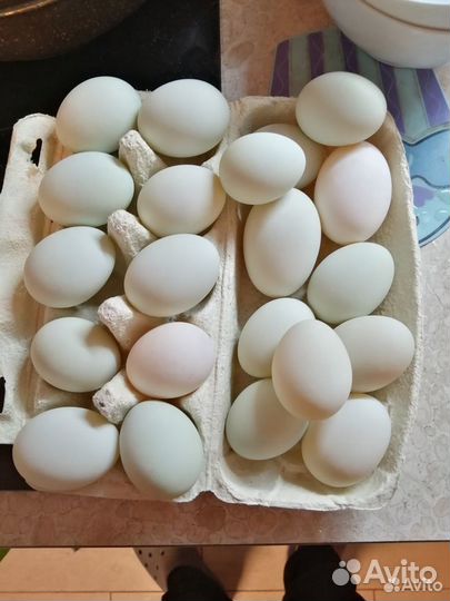 Утиные яйца