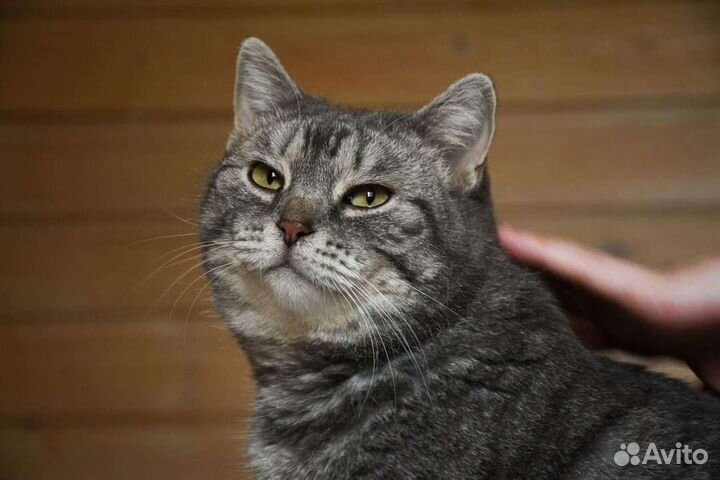 Кошечка Лидия в дар